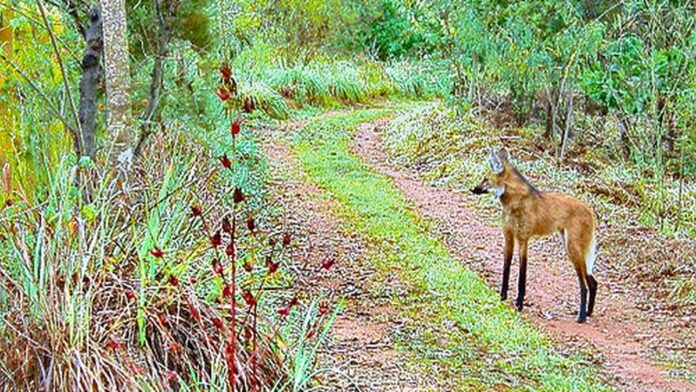Membros das bandas 311 e Dirty Heads posam juntos em estúdio, com instrumentos musicais ao fundo.