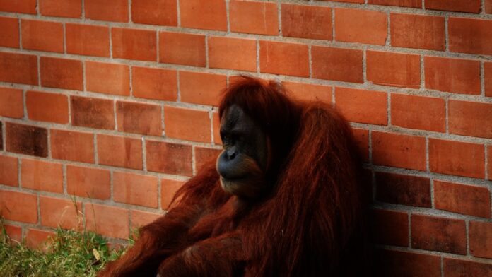 abril-ter-calor-acima-da-m-dia-chuva-forte-e-queda Mapa do Brasil com previsão de calor intenso, tempestades e frente fria se aproximando.