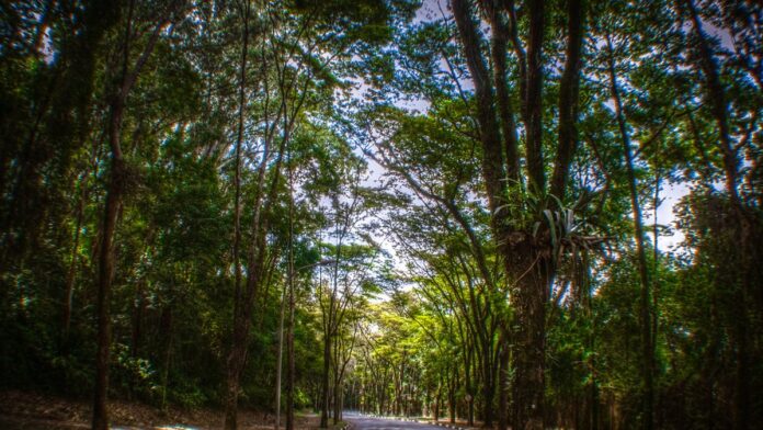 Trecho da Rodovia Brigadeiro Faria Lima com cones de sinalização e placas indicando bloqueio de via.