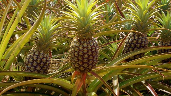 Agricultor limpa lama em campo agrícola alagado, com vegetação danificada e céu nublado ao fundo.