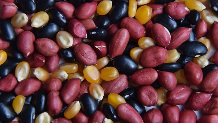 Logotipo da Apple em destaque com cores clássicas do arco-íris sobre fundo branco.