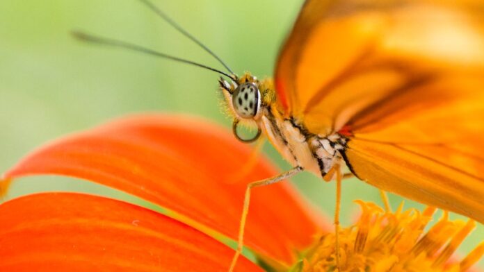 Borboleta pousada com asas abertas exibindo tons de azul iridescente e manchas que lembram olhos.
