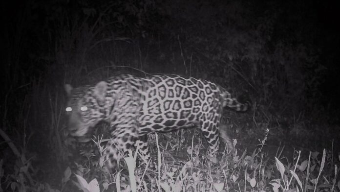 campo-grande-sedia-confer-ncia-internacional-cop15 Auditório com público atento e painel ao fundo exibindo logotipos da COP15 sobre conservação de animais silvestres.