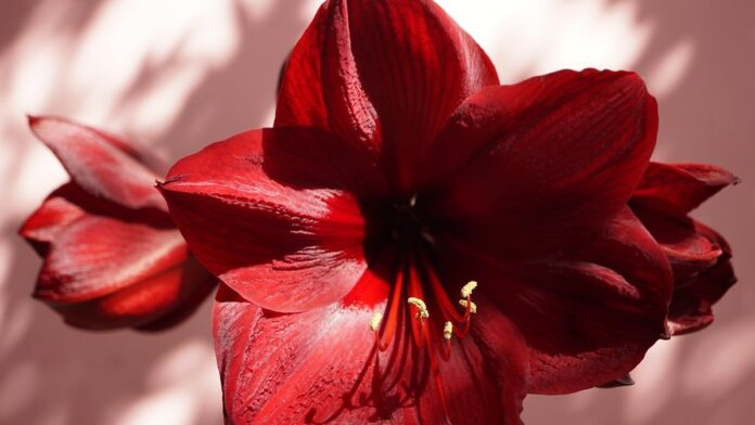 Foto em preto e branco de Marcio Vaccaro, sorrindo, vestindo terno e gravata, posando para retrato corporativo.