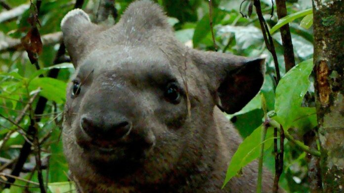 Logotipo da operadora Claro ao lado do logotipo da provedora Desktop sobre um fundo azul corporativo.