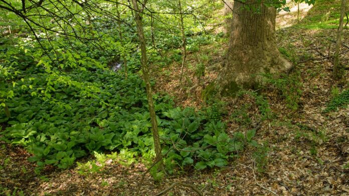 clonagem-sucessiva-em-mam-feros-tem-limite-indica- Microscópio com foco em uma célula isolada, representando a manipulação genética em laboratório.