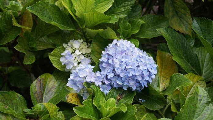 cobasi-suspende-venda-de-coelhos-na-p-scoa-pelo-no Foto de um coelho branco de pelagem fofa em um ambiente iluminado, olhando diretamente para a câmera.