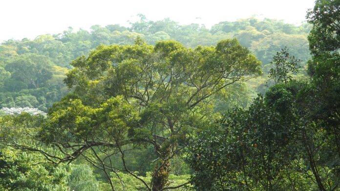 Jogadores de futebol disputam a bola em campo durante partida profissional, sob luz artificial de estádio.