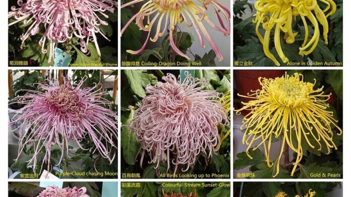 Captura de tela de jogo de ação com cavaleiro em armadura detalhada em campo de batalha medieval nebuloso.