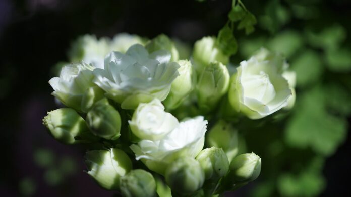 Estátua de bronze de Cristóvão Colombo em pedestal de pedra, instalada em jardim gramado da Casa Branca.