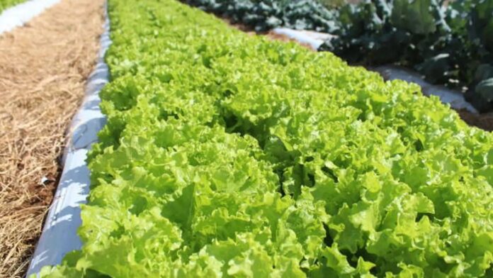 Fachada moderna da nova unidade da Embrapa em Mato Grosso, com pesquisadores próximos a plantações e equipamentos.