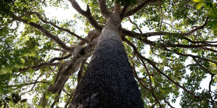 Imagem: meio_ambiente