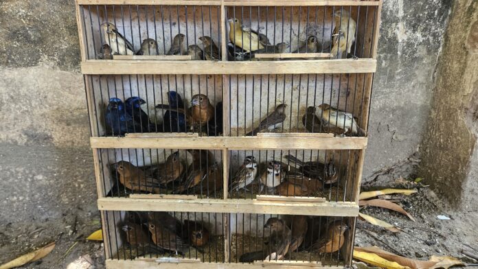 Imagem: meio_ambiente