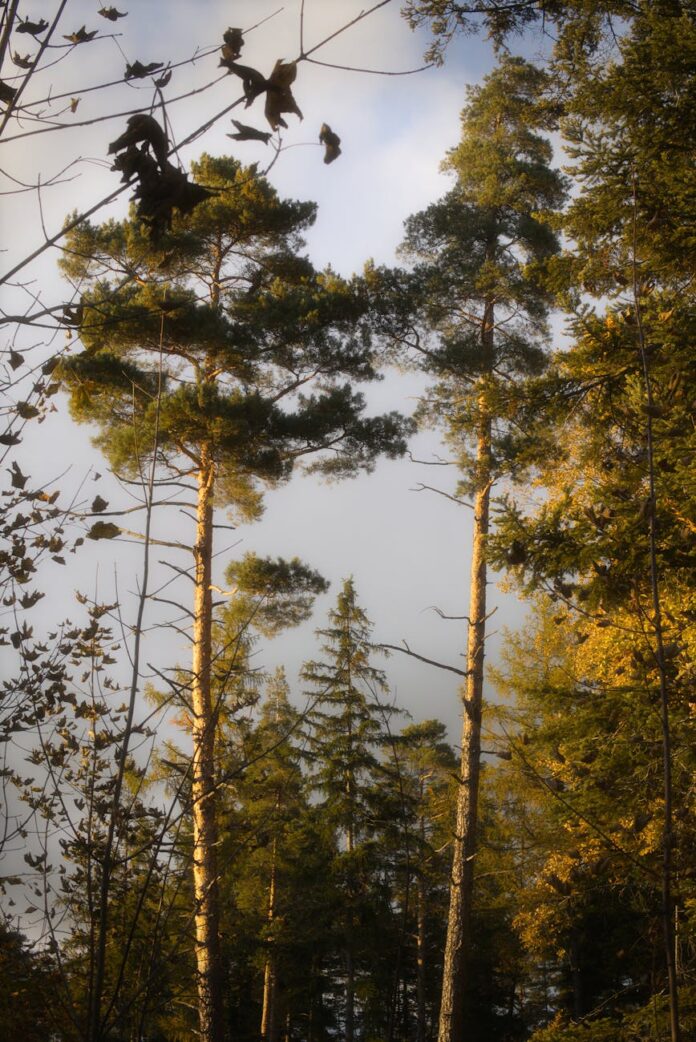 Foto profissional grátis de ao ar livre, árvores, árvores altas