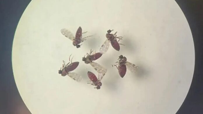 Ilustração médica representando um mosquito vetor da febre Oropouche em tons azulados.