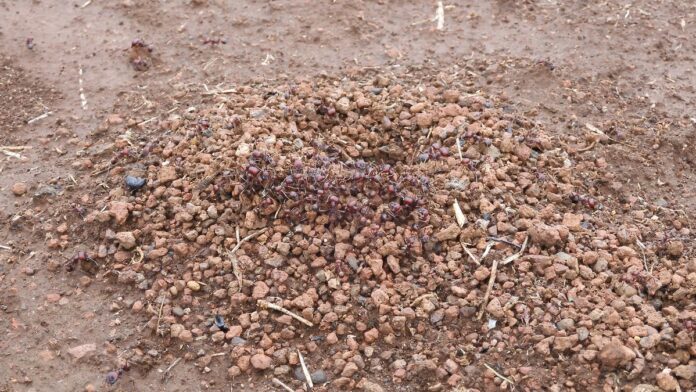 Close-up de uma formiga exótica e brilhante sobre uma superfície de madeira, destacando detalhes de sua estrutura física.