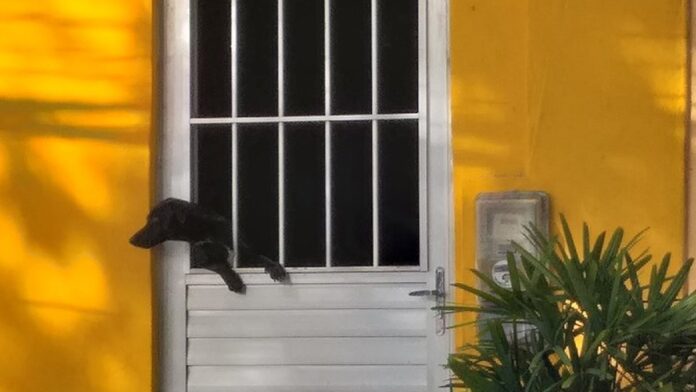 Smartwatch Samsung Galaxy Watch 8 com pulseira esportiva, exibindo mostrador digital em fundo neutro e iluminação suave.