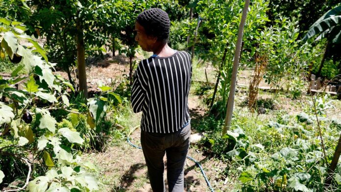 Mãos plantando mudas em canteiros elevados de horta comunitária, com casas e vegetação do Morro do Salgueiro ao fundo.