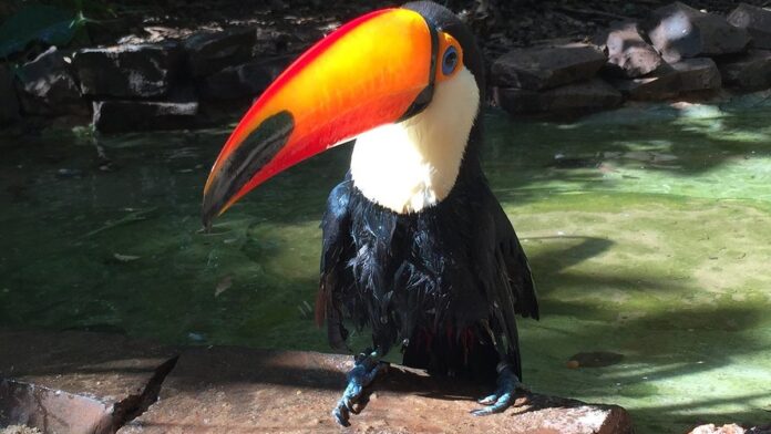 Movimentação de pacientes e profissionais no setor de emergência do Hospital de Trauma de Campina Grande.