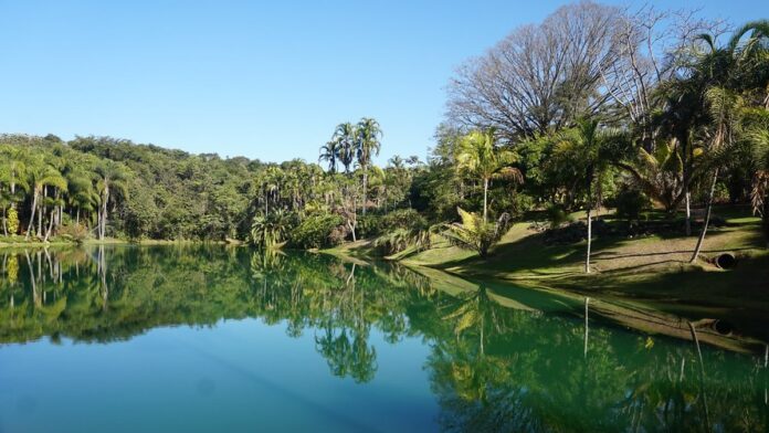 Plantação de milho ressecada em solo rachado sob sol forte, ilustrando desertificação e escassez de alimentos.