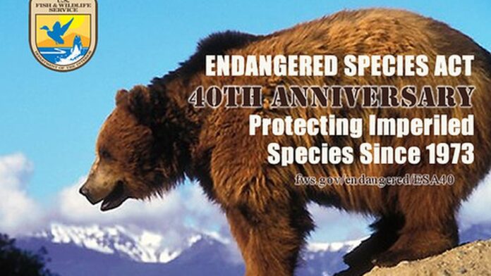 lei-de-esp-cies-amea-adas-volta-a-prote-o-anterior Uma águia-careca em seu ninho em uma floresta, simbolizando a preservação da fauna ameaçada nos EUA.