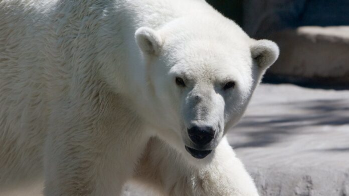 Fotografia em close de um pequeno mamífero exótico, de pelagem densa e orelhas alertas, em um ambiente natural.