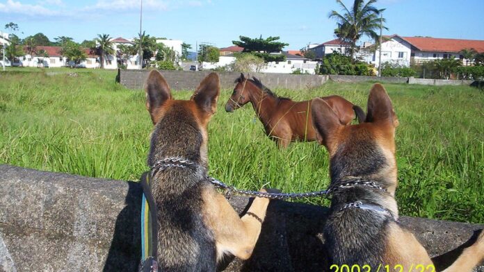 mega-sena-acumula-no-concurso-2-986-e-pr-mio-vai-p Mega-Sena acumula no concurso 2.986 e prêmio vai para R$ 8 milhões