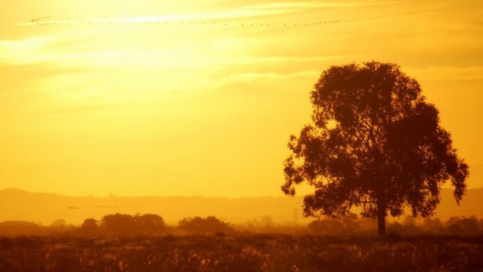 Onça-pintada caminha pela vegetação densa e alagada do Pantanal sob luz natural.