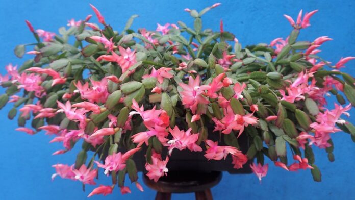 Estudantes noruegueses e pacientes participam de sessão de musicoterapia com instrumentos em roda no Juliano Moreira.