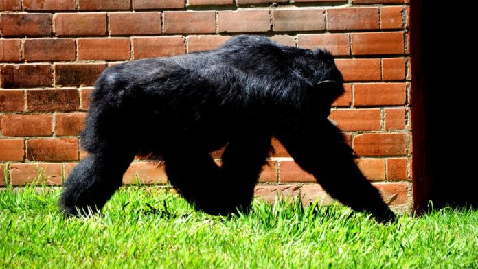 nasce-segundo-par-de-g-meos-raros-de-gorilas-das-m Dois filhotes gorilas-das-montanhas com suas mães na floresta do Virunga.