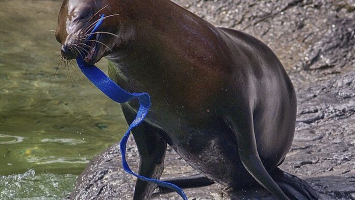 Vista aérea de um canteiro de obras de gasoduto cruzando uma área rural com vegetação e solo exposto.
