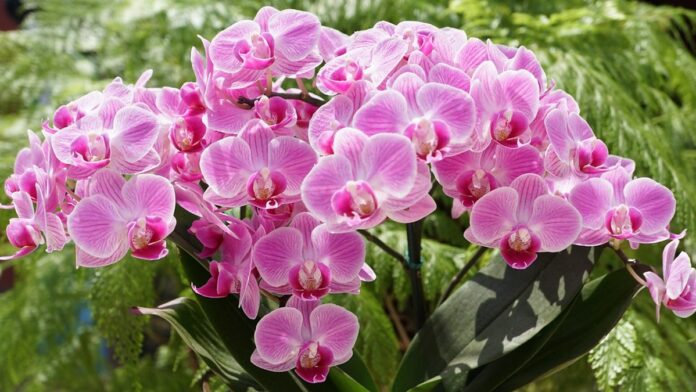 Mariposa colorida pousada sobre uma folha verde, vista em close com foco detalhado em suas asas.
