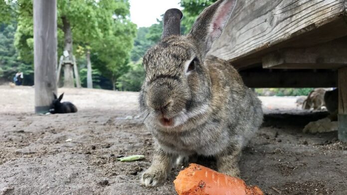 Cultivo de ostras em fazenda marinha com dezenas de conchas abertas e vazias presas a cordas suspensas na água.