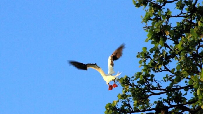 pa-ses-mapeiam-rotas-marinhas-de-aves-marinhas-na- Mapa com rotas migratórias de aves marinhas sobre o oceano Atlântico.