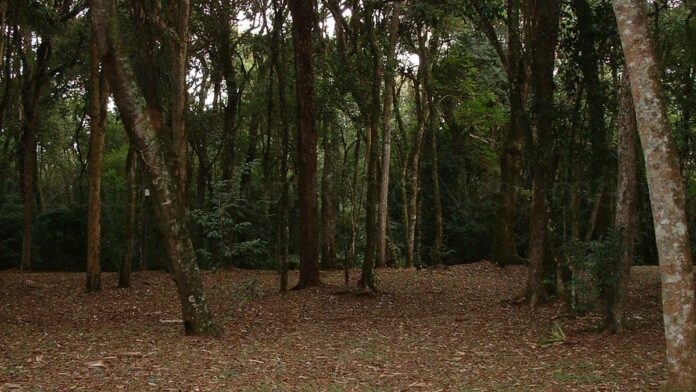 Fachada do Palácio Iguaçu, sede do governo do Paraná, com bandeiras hasteadas sob céu azul.