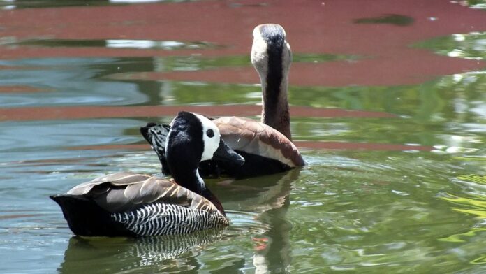 pr-445-ter-cinco-detona-es-de-rochas-para-duplica- Operários perfuram rochas para explosões controladas na obra de duplicação da rodovia.