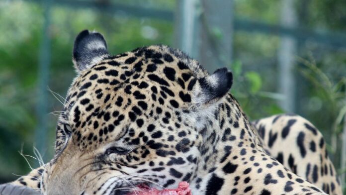 Onça-pintada em habitat natural, com pelagem amarela e manchas pretas, caminhando entre a vegetação da mata.