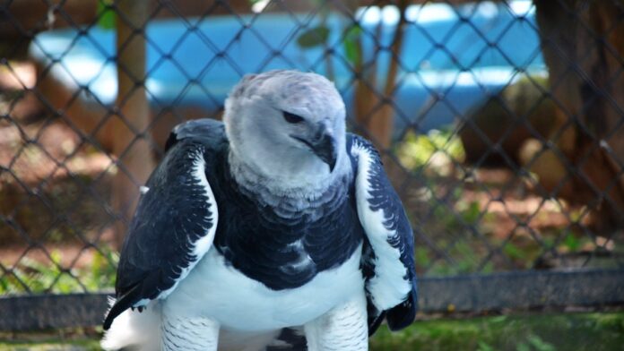 Close em mãos digitando em um teclado holográfico azul, simbolizando tecnologia, dados e o ambiente digital.