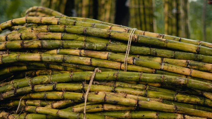 Close-up view of bundled green sugar cane stalks outdoors, ready for processing.