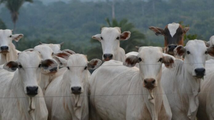 s4-4ecdcfa01860-1 Group of Nelore cattle standing behind a fence on a ranch with a forested backdrop.