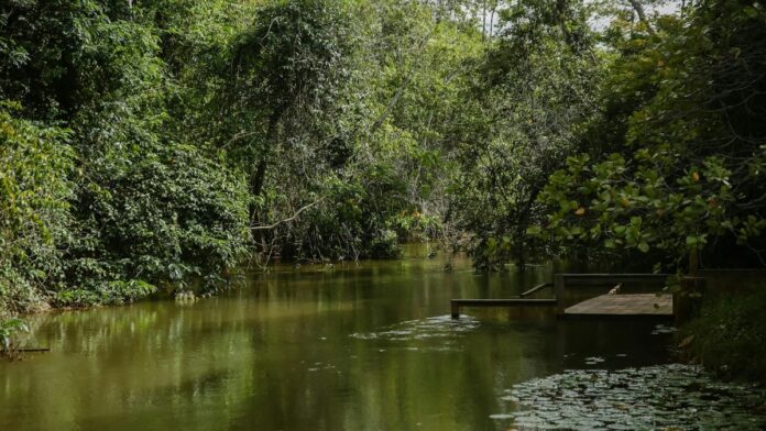 Peaceful stream surrounded by lush Brazilian forest, with wooden dock and vibrant greenery.