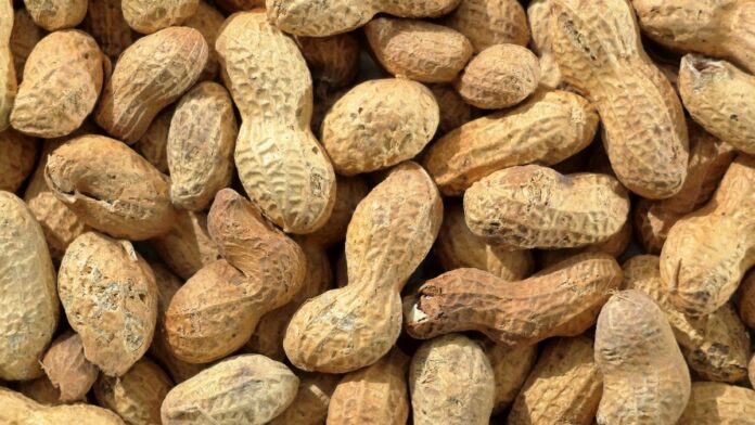 A detailed close-up of unshelled peanuts, highlighting their textures and natural brown colors.