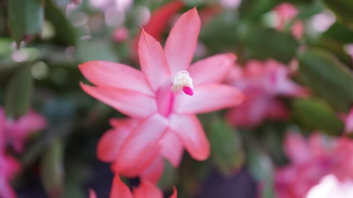 Close em mãos manipulando chocolate derretido sobre uma bancada de mármore com uma espátula, exibindo textura brilhante.