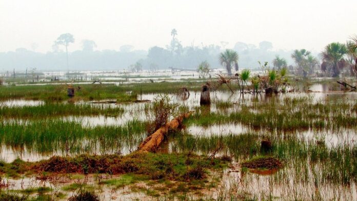 Mudas de árvores crescendo vigorosamente em vasos com solo escuro e rico, em ambiente de estufa ou viveiro florestal.