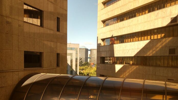 Planta de cannabis sendo cultivada em ambiente controlado, com foco nas folhas serrilhadas e na textura da vegetação.