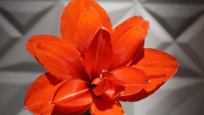 Lateral Paulo Roberto, com uniforme rubro-negro do Vitória, durante partida de futebol em campo de gramado.