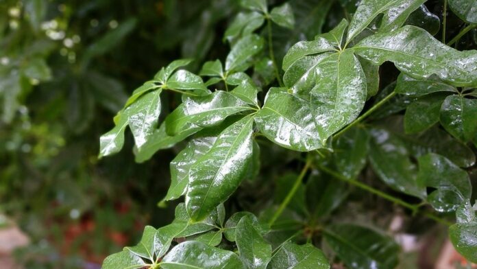 Smartphone da Xiaomi sobre uma mesa ao lado de gráficos financeiros em declínio em um monitor.