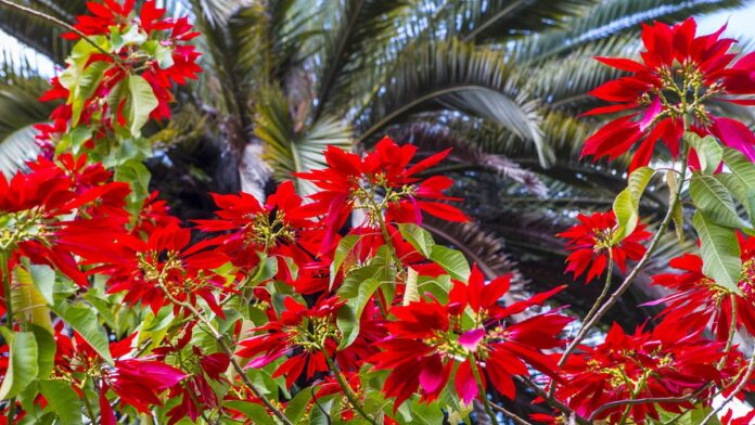 Dezenas de presas de marfim empilhadas sobre uma mesa, apreendidas em operação contra o tráfico na Zâmbia.