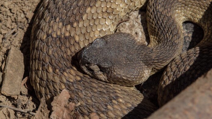 Cascavel de cor marrom e padrão geométrico enrolada em solo seco e pedregoso, pronta para o bote.