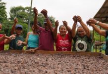 Chocolate orgânico: associação de mulheres no Amazonas une tradição e inovação Mulheres colhendo cacau em uma plantação na Amazônia, em ambiente natural e iluminado por luz solar.